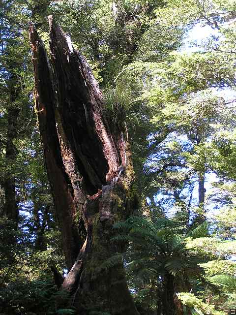 NZ leden-unor 2006 268.jpg